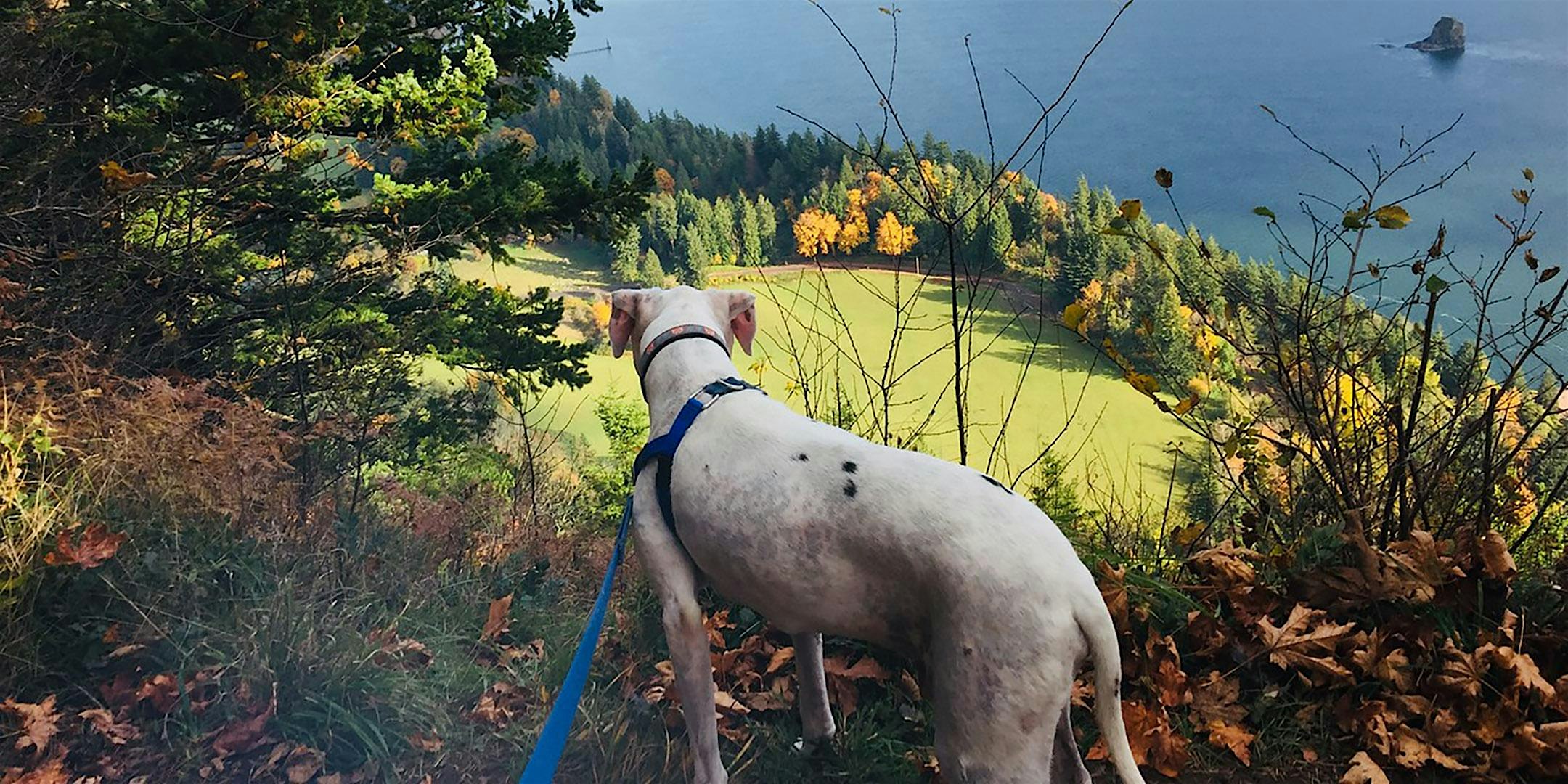 Hardy Ridge Dog-Friendly Hike
