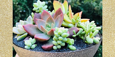 Learn to Make Festive Succulent Arrangements for the Holidays primary image