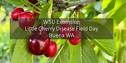 WSU Extension Little Cherry Disease Field Day - Buena WA