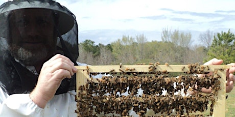The Buzz on Honey Bees