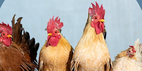 Best Management Practices For Backyard Chickens