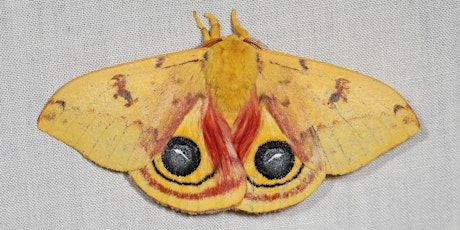 Celebrate National Moth Week! Workshop with Judy Gallagher