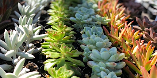Free In-Store Class: Succulents primary image