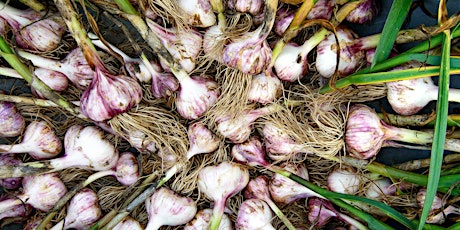 Walk & Talk: All About Garlic primary image