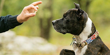 Imagen principal de Introduction to Dog Behaviour and Training -  January 2024