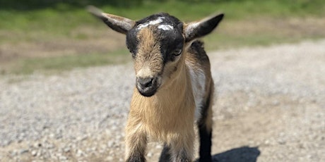 Goat Yoga Nashville- Sensational September