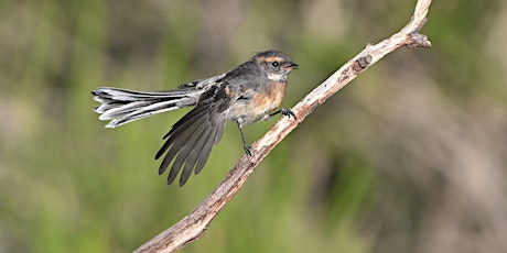 Imagen principal de Bird Identification with Ann Houghton