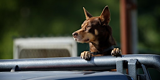 Imagem principal de Working Dog Training School (Mansfield)