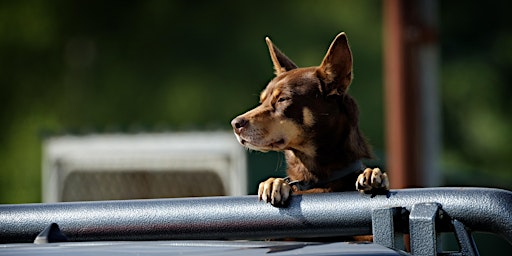 Working Dog Training School (Tallangatta Valley) primary image