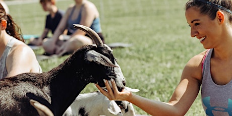 Goat Yoga at Chandler Hill Vineyard-  Defiance, MO