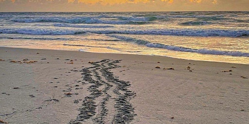 Sea Turtle Ecology Beach Walk primary image