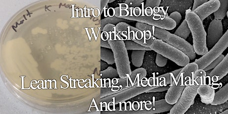 Intro Bio Workshop - Bacteria primary image