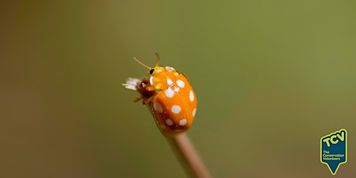 Primaire afbeelding van Ladybird Survey - The Paddock