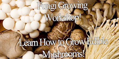 Fungi Fun Time - A Fungi Workshop primary image