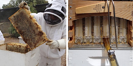 Bees: Summer Hands-on Beekeeping Course (17th February 2019) primary image