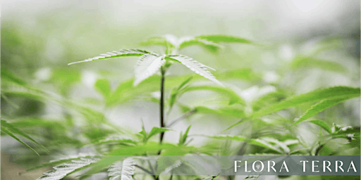 Learn to Grow Cannabis with Flora Terra