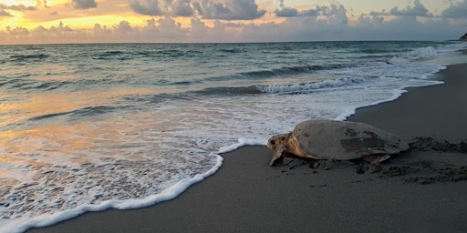 Adventure Awaits: Pop-Up Turtle Walk, Sea Turtle Nesting Experience primary image