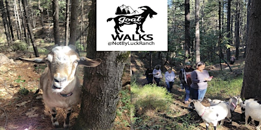 Goat Walk at Not By Luck Ranch primary image