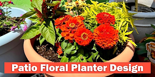 Image principale de Patio/Balcony Floral Planter Design