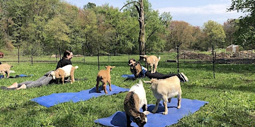 Adult goat yoga 6/30/23 primary image