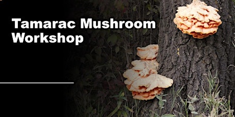 Tamarac Mushroom Workshop - Fungi Foray primary image