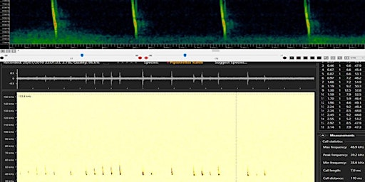 Bat Sound Analysis - Starting Out primary image