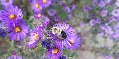 Pollinators in the Park: What's the Buzz about Bees?