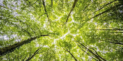 Imagem principal do evento Forest Bathing at Clowes Wood, Solihull