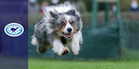 Hauptbild für Jeder-Hund-Rennen