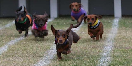 WEINER-DOG RACES at Ruckus for All