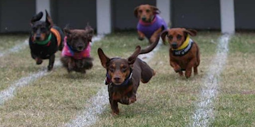 WEINER-DOG RACES at Ruckus for All primary image