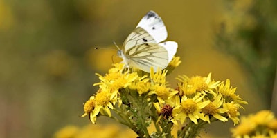 Hauptbild für Coastal Plant and Wildlife Walk