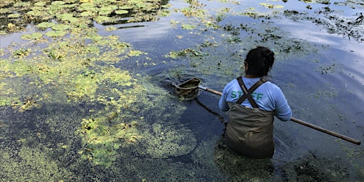 Wetland Wednesdays: Volunteer in Van Cortlandt Park in the Bronx! primary image