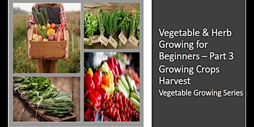 Vegetable & Herb Growing for Beginners - Part Three primary image