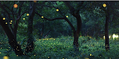 Nature Night: Welcome Fireflies !