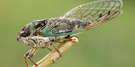 Cicadas: Florida’s Heat Bugs