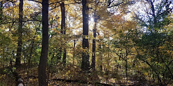 Forest Bathing in Alley Pond Park