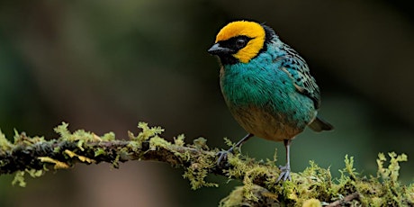 COLOMBIA BIRDS ~ Photography Workshop / Photo Tour ~ 2025