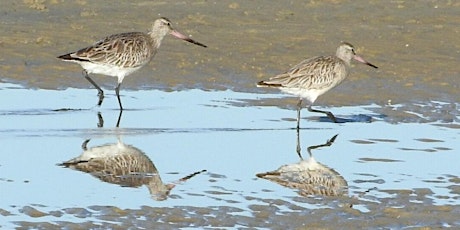 Wild Things: Welcome Back Botany Bay Shorebirds primary image