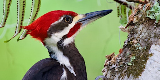 Primaire afbeelding van The Wonders of Woodpeckers