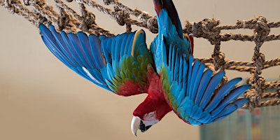 Primaire afbeelding van Parrot Partners Private Aviary Tour (In-person)