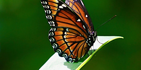 Secret Life of Butterflies and Moths
