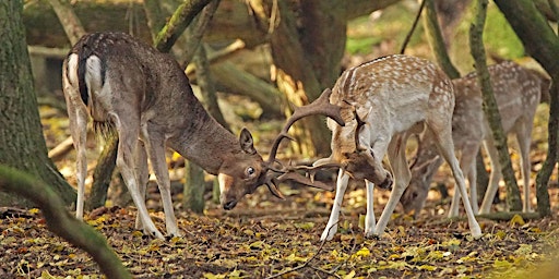 Primaire afbeelding van Wildwandeling