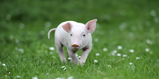 Pig Welfare