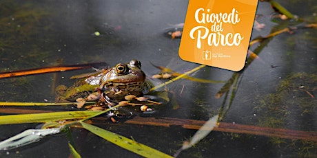 Immagine principale di La vita del torrente e gli animali acquatici, nel clima che cambia 