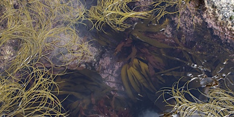 TOAST |Exploring Seaweed with The Seaweed Institute