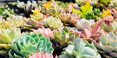 Succulent and Indoor Plant SALE  primary image