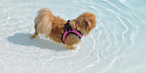Annual Doggie Splash - Small Dog Session 2 primary image