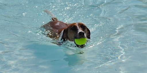 Annual Doggie Splash - Large Dog Session 1 primary image