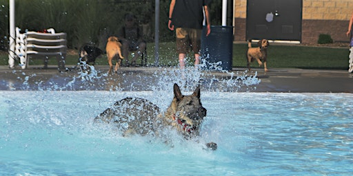 Annual Doggie Splash - Large Dog Session 2 primary image